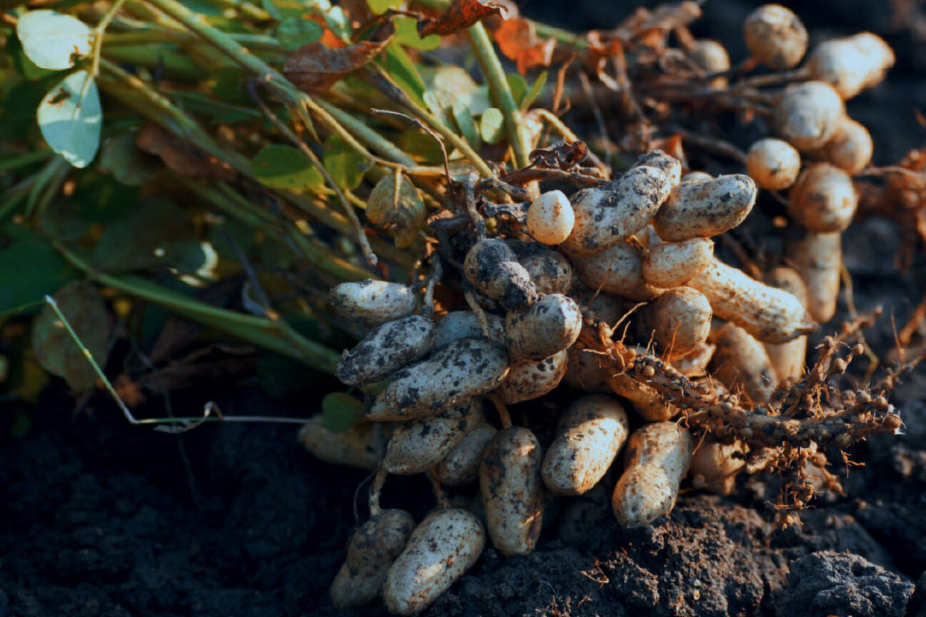 A cluster of freshly harvested peanuts, still attached to their roots, lies on dark soil. The peanuts have a rough, earthy appearance, highlighting their natural state as they emerge from the ground.