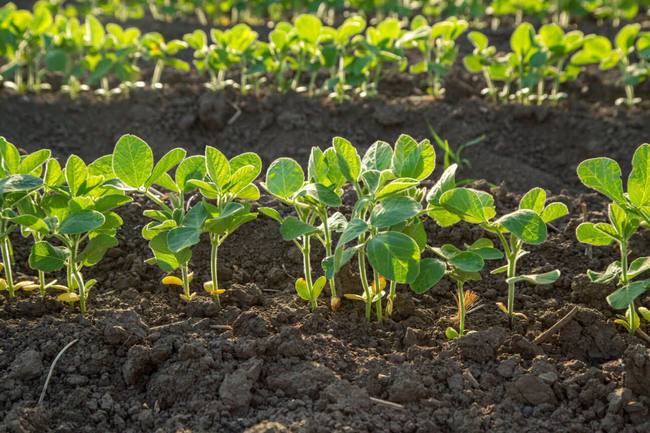 Rows of young green plants are emerging from dark soil in a sunlit agricultural field. The plants have vibrant leaves and are closely spaced, indicating healthy growth in a cultivated environment.