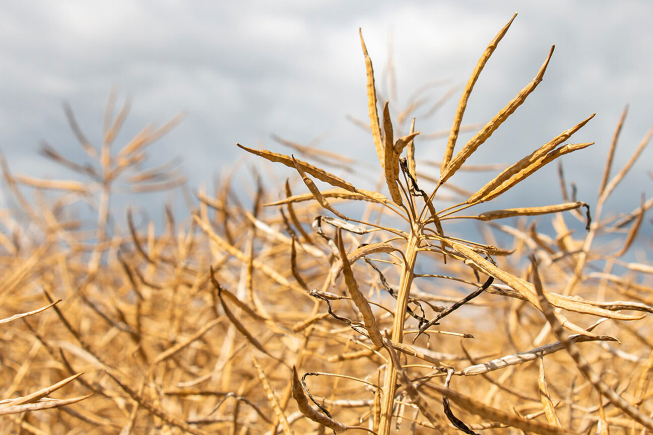 A close-up view of tall, dry plant stalks in a field. The stalks are golden-brown and feature slender, elongated seed pods. A cloudy sky is visible in the background, creating an atmospheric contrast to the dry vegetation.