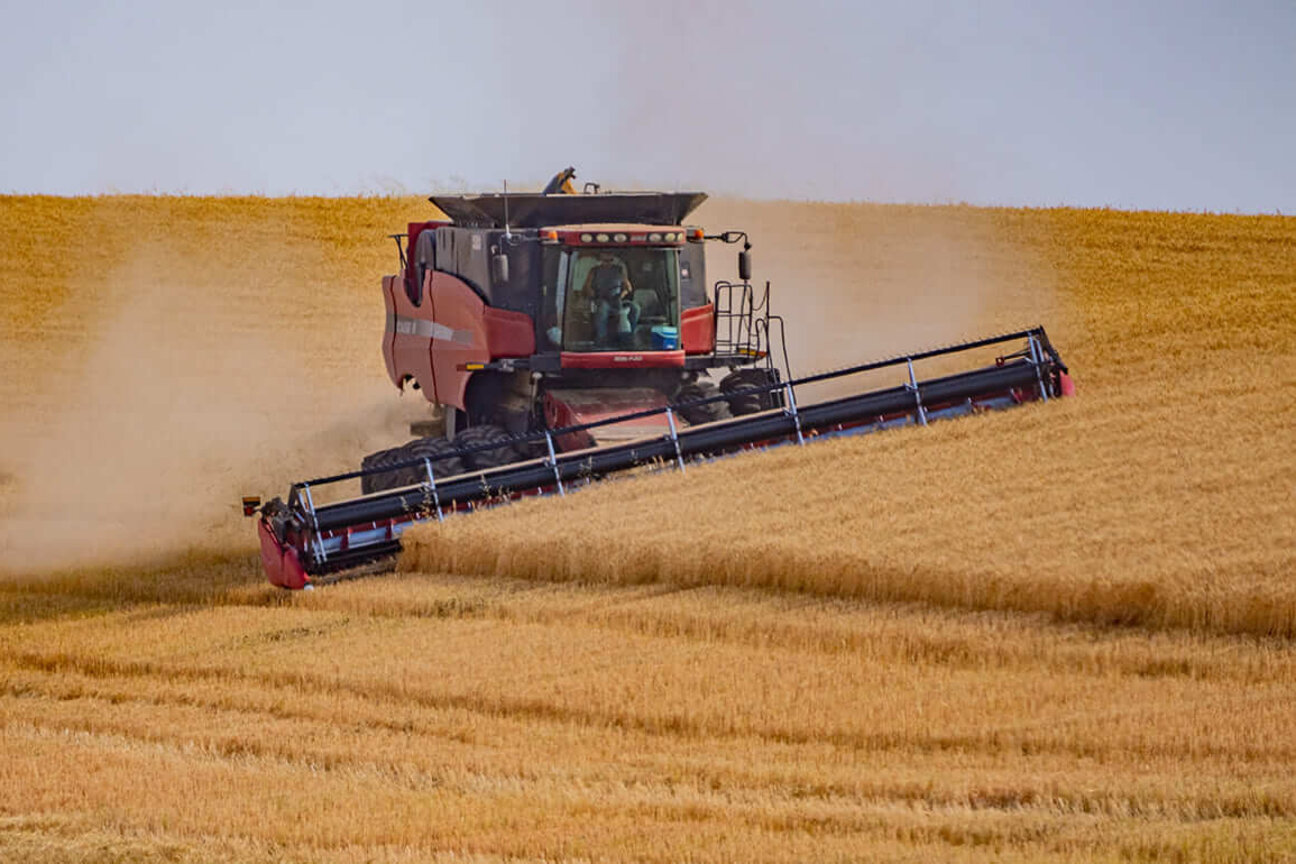 A red combine harvester operates in a golden wheat field, cutting through the crops. Dust is kicked up around the machine as it moves across the landscape, under a clear sky.