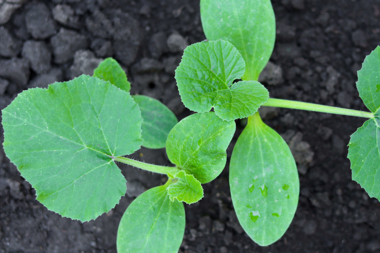 A close-up view of a young plant with broad, green leaves, growing in dark soil. The leaves are slightly glossy and water droplets are visible on some surfaces, indicating recent watering or rain. The background is primarily dark, highlighting the vibrant green of the leaves.
