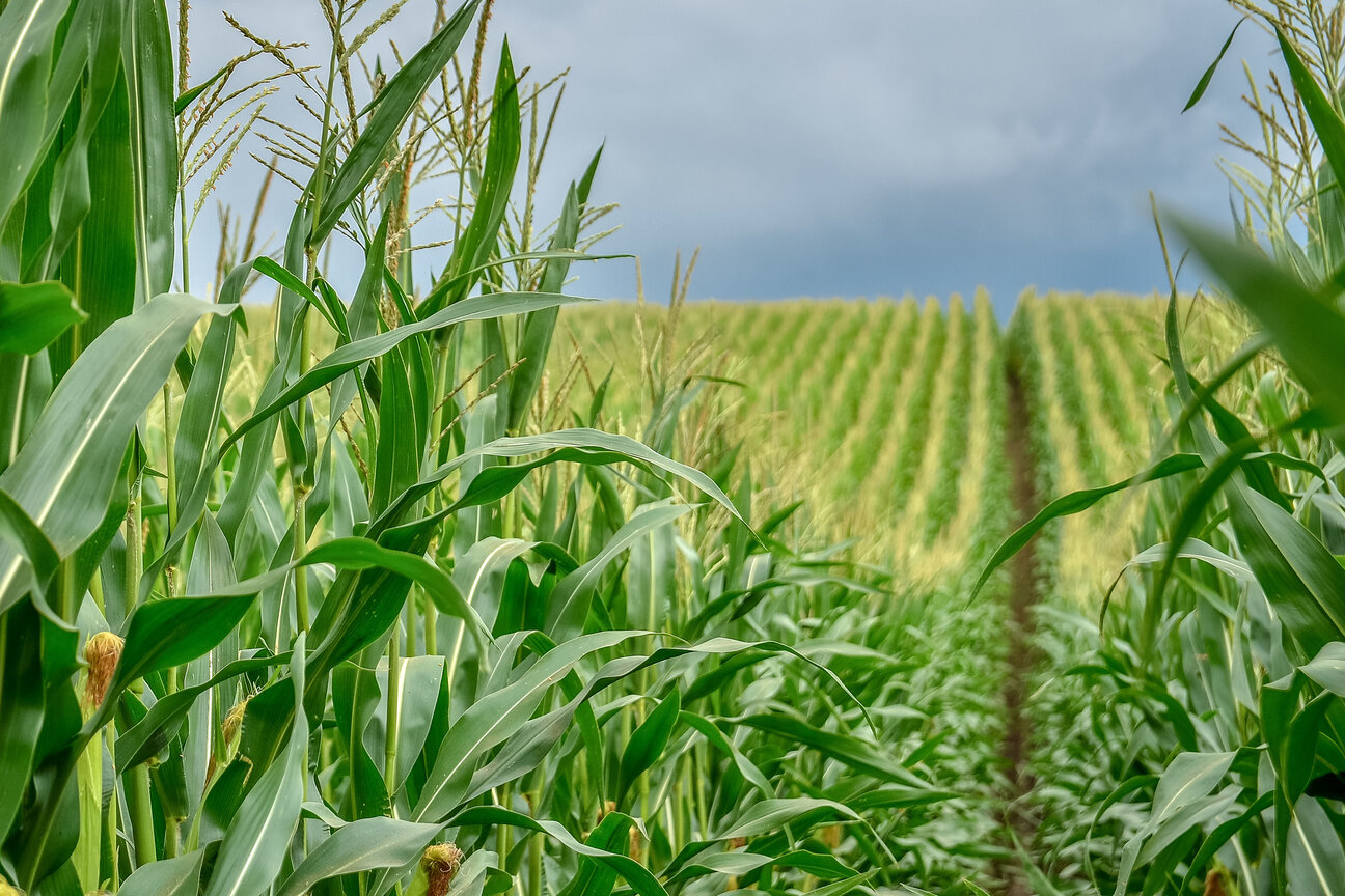 A lush cornfield stretches into the distance under a cloudy sky. Tall stalks of corn line a pathway, with ears visible along the sides, indicating a healthy crop ready for harvest. Rows of corn create a sense of depth and abundance throughout the field.