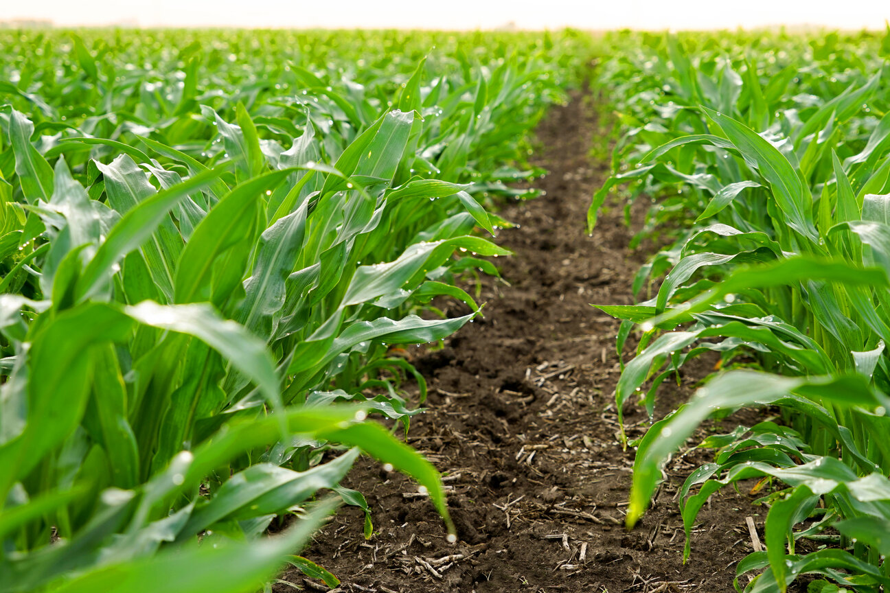 A field of healthy, green corn plants stretches towards the horizon, with rows of tall leaves flanking a narrow dirt pathway in between. The scene conveys a sense of growth and agricultural abundance.