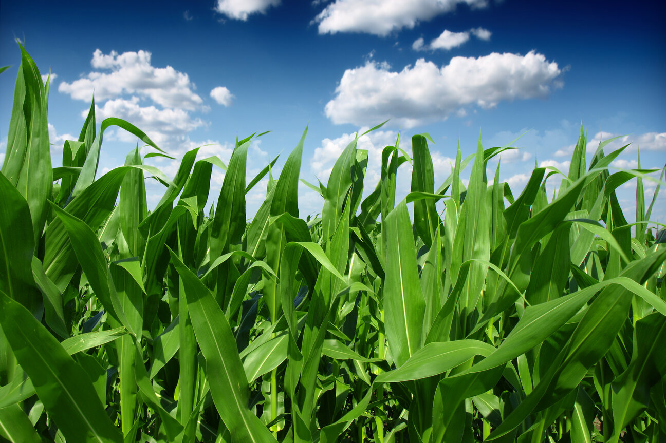 A vibrant field of tall, green corn plants sways gently under a bright blue sky dotted with fluffy white clouds, conveying a sense of growth and vitality in nature.