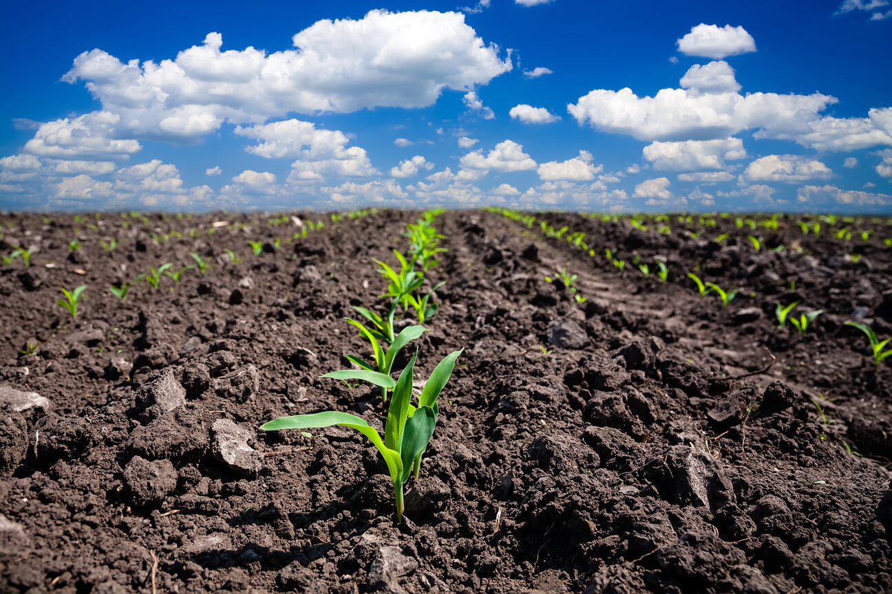 A row of young green corn plants is emerging from dark, freshly tilled soil. The plants stretch into the distance under a bright blue sky with fluffy white clouds, indicating a fertile agricultural landscape.