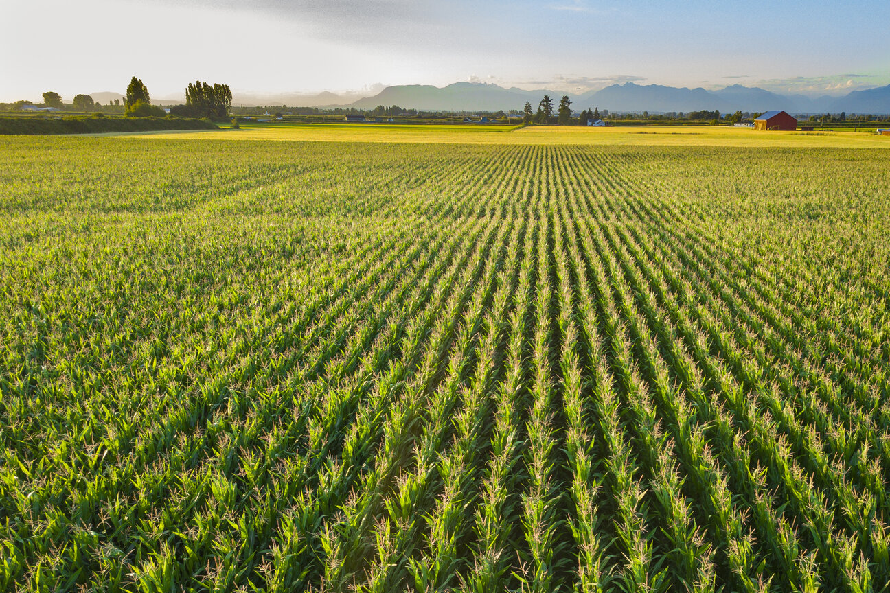 A wide view of a lush green cornfield with neatly arranged rows extending toward distant mountains. A small red barn is visible in the background, creating a rural scene under a clear sky. The vibrant greenery suggests a thriving agricultural landscape.