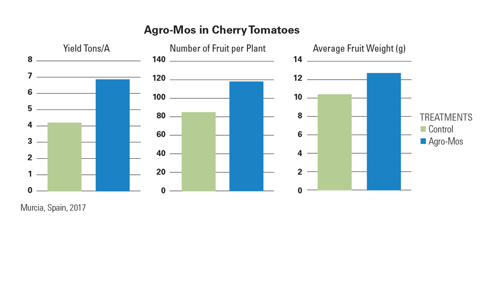 Bar graphs comparing the effects of two treatments, Agro-Mos and Control, on cherry tomato crops: Yield in tons per acre, number of fruits per plant, and average fruit weight in grams. Agro-Mos shows higher yields and fruit metrics compared to the Control treatment. Data collected in Murcia, Spain, in 2017.