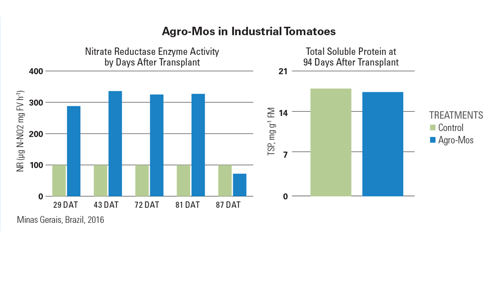 Bar graphs comparing the nitrate reductase enzyme activity and total soluble protein in industrial tomatoes treated with Agro-Mos against a control. The first graph displays enzyme activity over various days after transplant, while the second shows total soluble protein measurements at 94 days post-transplant.